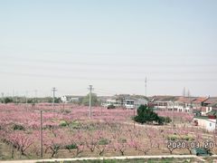-田园东方蜜桃村的田野营地