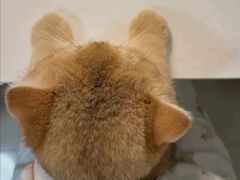 -猫十亿·布偶金渐层·曼基康矮脚猫舍(青年路店)