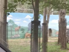 -秦皇岛野生动物园