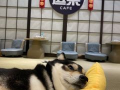 -逗柴咖啡屋·狗咖猫咖宠物桌游