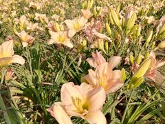 -汉长安城未央宫国家考古遗址公园