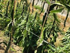 -马陆小张葡萄园农家乐