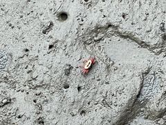 -北海金海湾红树林生态旅游区