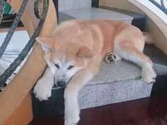 -喜柴咖啡·柴犬狗咖