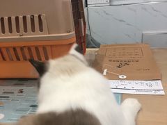 -伟伟宠物医院·CT影像中心·瑞派犬猫综合性门诊(汉口总院)