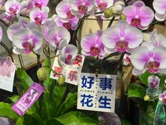 -溪岸路花鸟市场