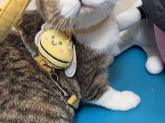 -美联众合爱康动物医院•复杂内科•肿瘤科•牙科•腔镜诊疗中心