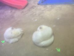 -芜湖新华联大白鲸海洋公园