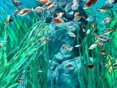 -上海海洋水族馆