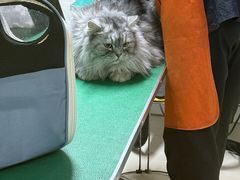 -酷狗靓猫宠物·洗护·美容·寄养(航北路店)