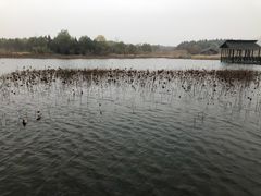-溱湖国家湿地公园
