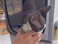 -艾贝尔宠物医院·24H转诊中心·肿瘤猫专科(江宁双龙店)