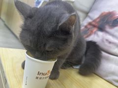 -爱诺耐芙动物医院(万博店)