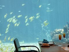 -海棠湾洲际-涛·海底餐厅·美人鱼·自助餐·海底隧道