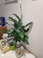 点击看大图 -Dr.林醫生产后修复·超级店(南京江宁同曦店)