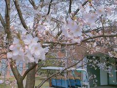 -顾村公园