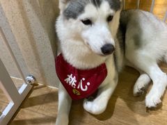 -Husky Go! 哈士奇体验馆·宠物咖啡厅狗咖