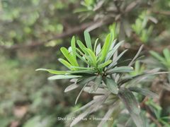 -上海滨江森林公园