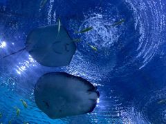 -上海海昌海洋公园