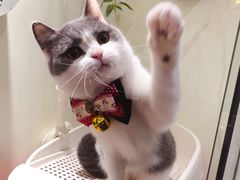 -小尾巴宠物店(万科·金域华庭店)