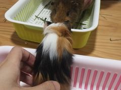 -藦茜花园宠物主题亲子互动体验馆(国顺东路店)