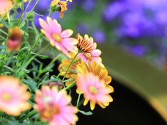 -三忘湖 SWANSEEN(柳荫公园店)