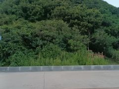 -大鹿岛