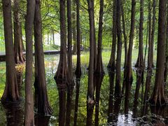 -溱湖国家湿地公园