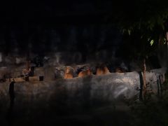 -清迈夜间动物园