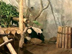 -深圳野生动物园