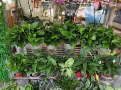 -花草间花行(法华镇路店)