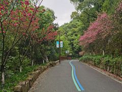 -杭州半山国家森林公园