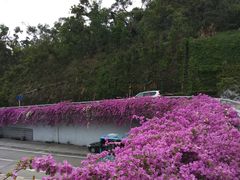 -深圳仙湖植物园-停车场