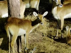 -清迈夜间动物园