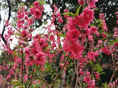 -桃花涧