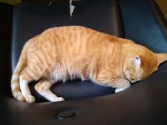 -麦当劳(新洲南路店)