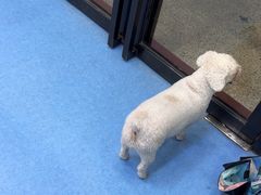 -博特宠物医院24h犬猫全科.骨科·异宠