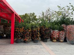 -长洲岛