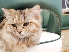 -安格丽娜·狗咖·猫咖羊驼咖(春熙路百盛商场店)