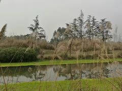 -桤木河湿地公园