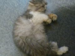 -猫色咖啡·猫咖