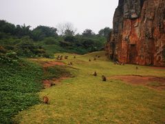 -海南热带野生动植物园