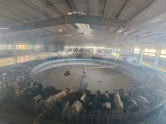 -光明牧业有限公司金山种奶牛场