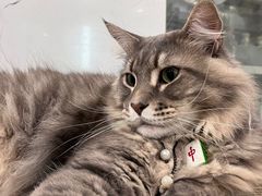 -楼上猫咖(罗湖店)
