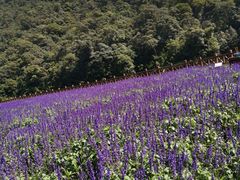 景点-广州市石门国家森林公园