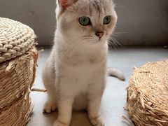 -猫儿山۰猫主题餐厅