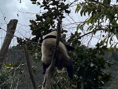 -卧龙中华大熊猫苑神树坪基地