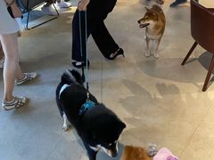 -百好乐宠物友好餐厅(朝外大街店)