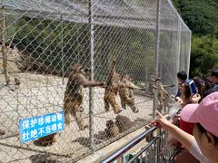 -王顺山国家森林公园
