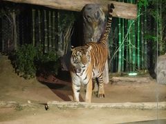 -清迈夜间动物园